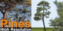 松树树木图片贴图素材 Turbosquid – Pines High Resolution