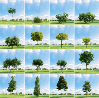 C4D写实植物树木模型大树森林绿植柳树白杨树枫树绿化素材3D文件