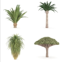 C4D植物模型热带椰子树菠萝树椰子树棕榈树仙人掌素材设计源文件