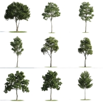 C4D写实植物模型树木森林雪松圣诞树柳树松树绿植素材3D源文件