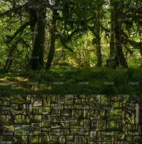 430幅高精度原始森林图片素材 Photobash – Ancient Forest