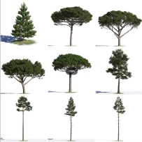 C4D针叶植物模型松树云杉松柏圣诞树沙树绿色森林3D素材包源文件