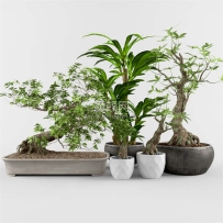 C4D模型-绿植模型盆栽模型花盆模型盆景模型