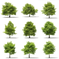 C4D绿树植物模型大树春天写实茂盛树木森林绿色三维3D素材源文件