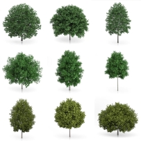 C4D树模型写实真实植物大树森林自然茂盛枫树杉树素材设计源文件