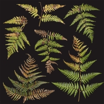 蕨类植物叶子高清贴图（包含凹凸贴图+法线贴图）Plant Ferns