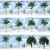C4D热带植物模型椰子树棕榈树树木海边沙滩绿植灌木3D素材源文件